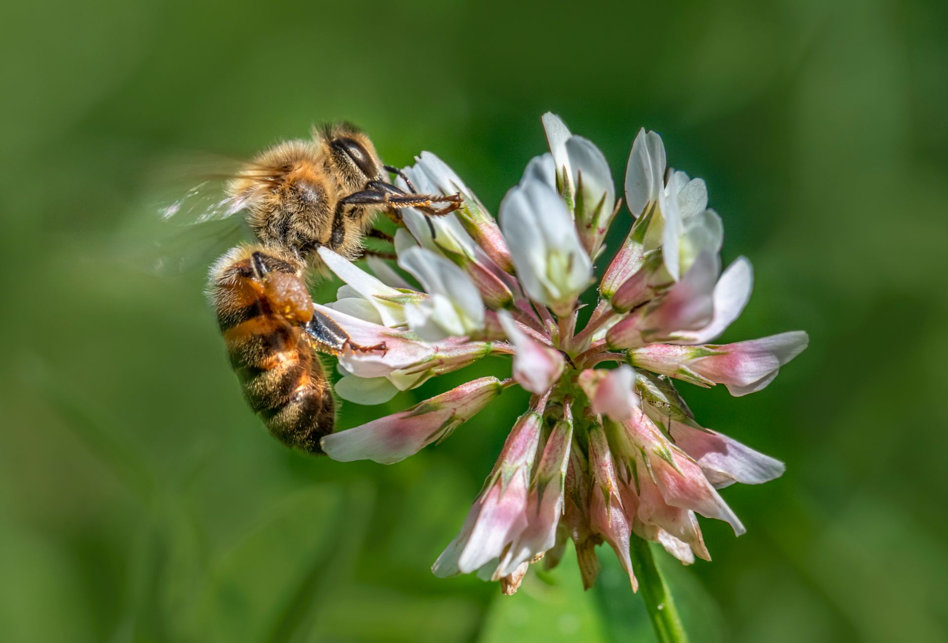 Detailed macro shot of a honeybee collecting nectar from a white clover flower.