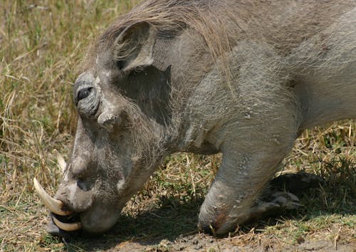 afrika yaban hayatı, safari, wharthog içeren Ücretsiz stok fotoğraf