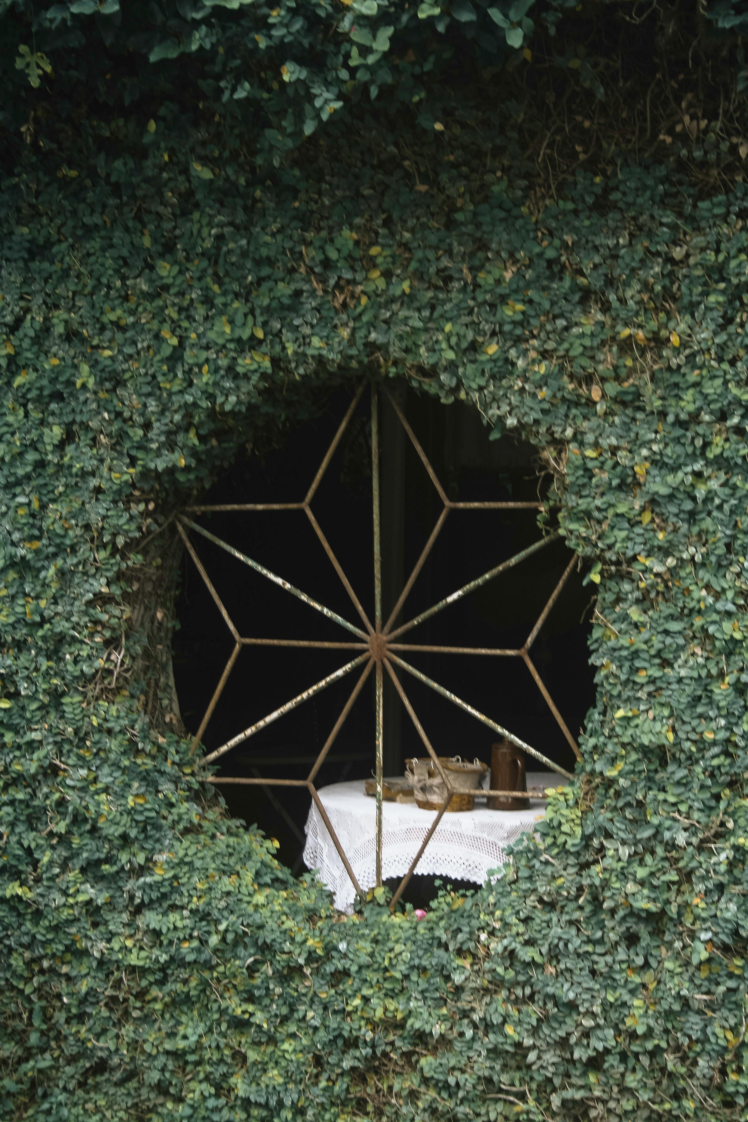 A circular window with a star design set in an ivy-covered wall, offering a rustic view.