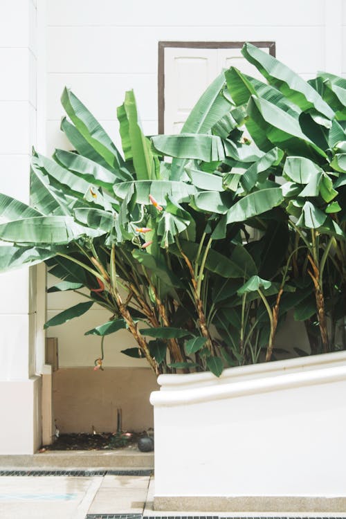 Бесплатное стоковое фото с банановое растение, вертикальный выстрел, заводы