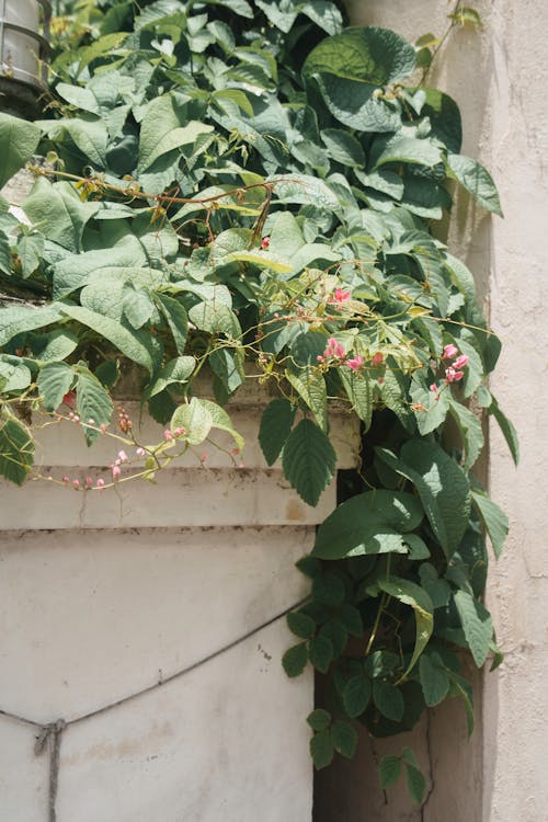 Leaves of Plants on Concrete Surface