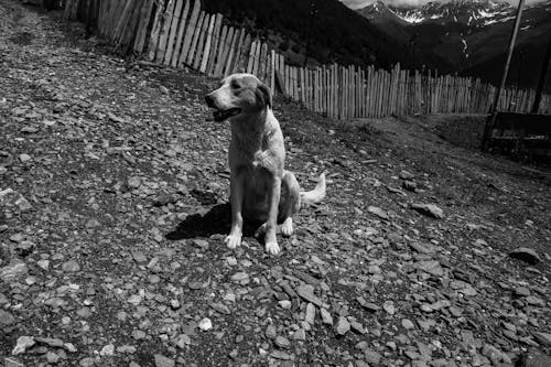 Grayscale Photo of a Dog Sitting on the Ground