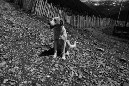 Free A lone dog sits on a rocky path in Mestia, Georgia with mountains in the background. Stock Photo