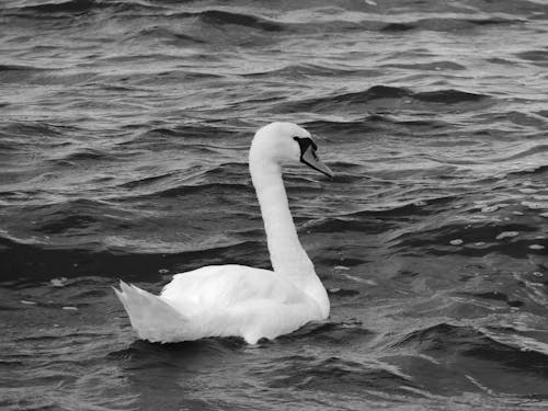 Free A Swan in the Water  Stock Photo