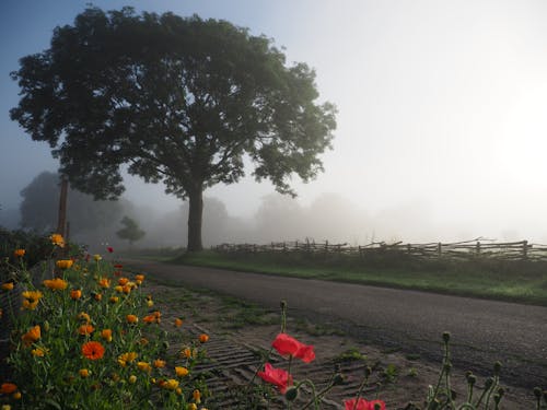 Free stock photo of boom, early sunrise, emmeloord