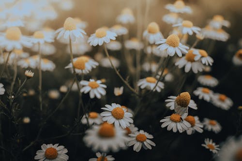 Free 
A Close-Up Shot of Daisies in Bloom Stock Photo