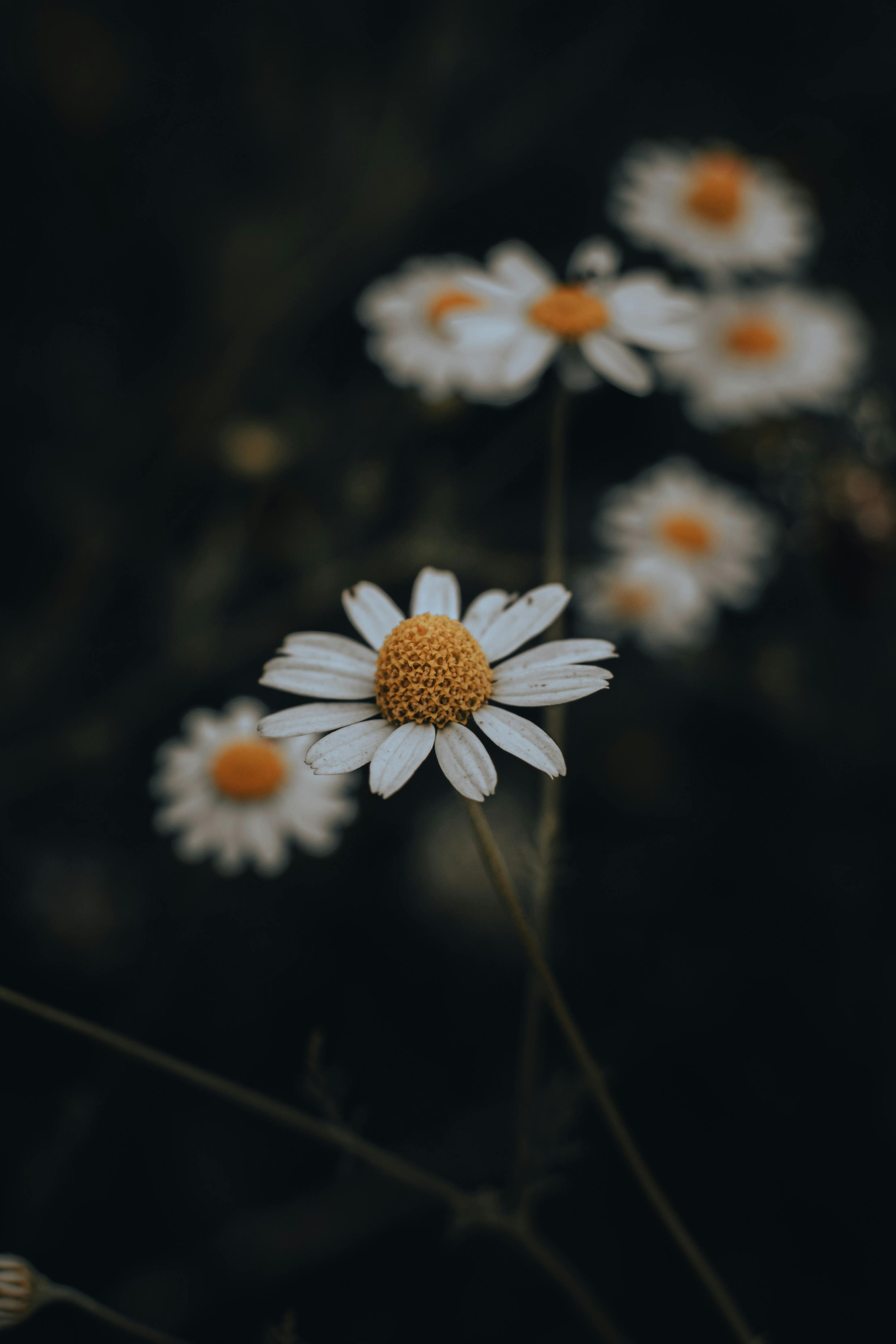 Macro shot of white chamomile flowers with a soft, blurred background, highlighting petals.