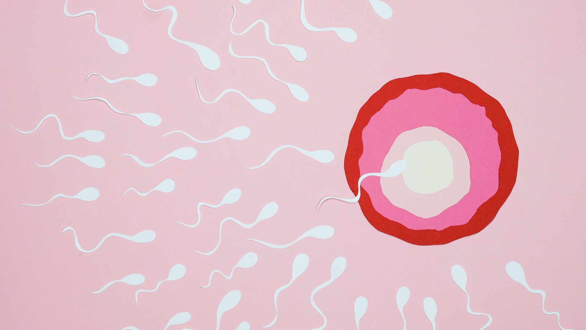 Modafinil Effect on Fertility: Unlocking the Mystery Illustration of sperm reaching an egg with a pink background, symbolizing fertilization — modafinil effect on fertility