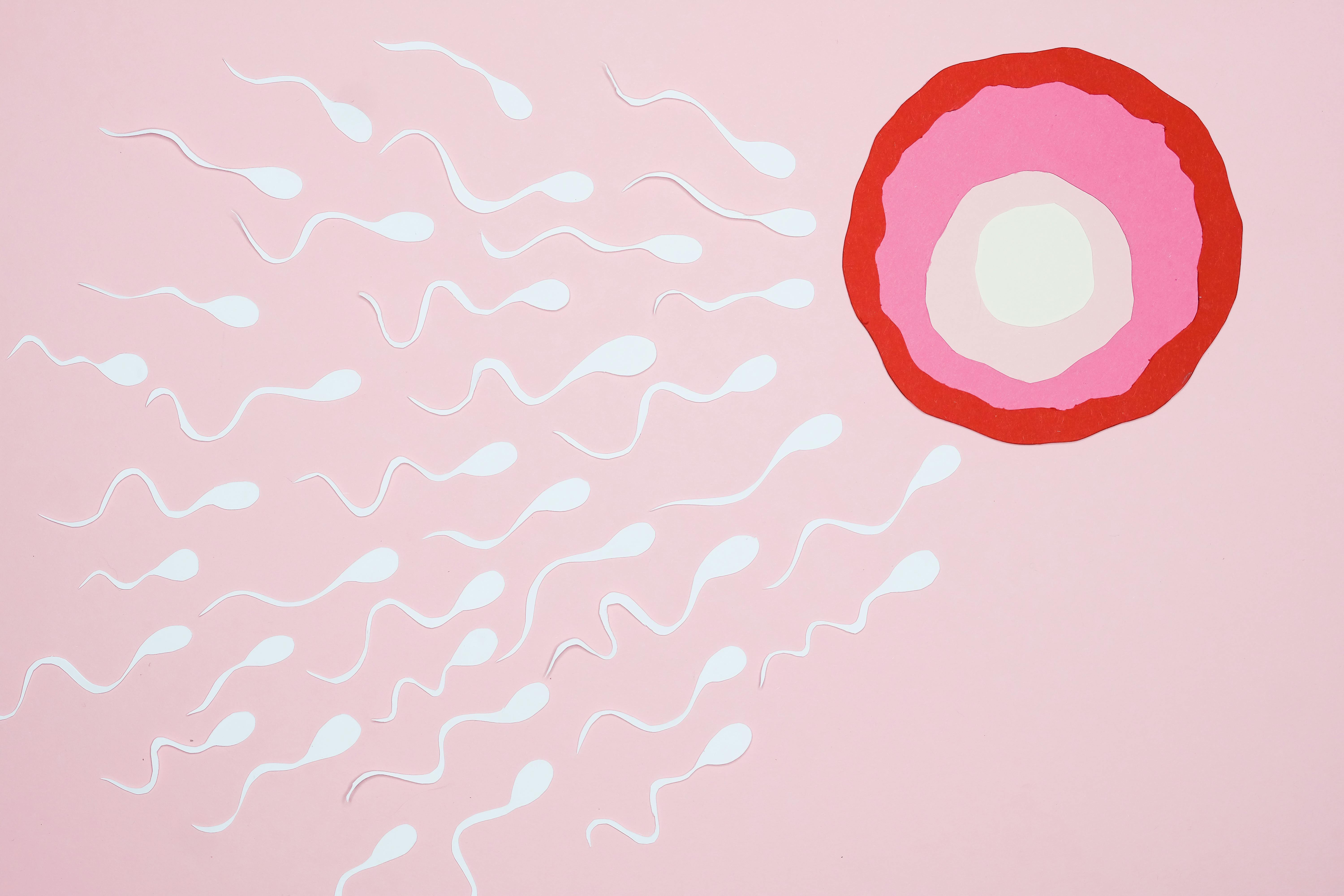 Схематичное изображение сперматозоидов и яйцеклетки. Текст: Исследование: мио-инозитол улучшает свойства спермы и показатели половых гормонов в сыворотке крови у пациентов с идиопатическим бесплодием.