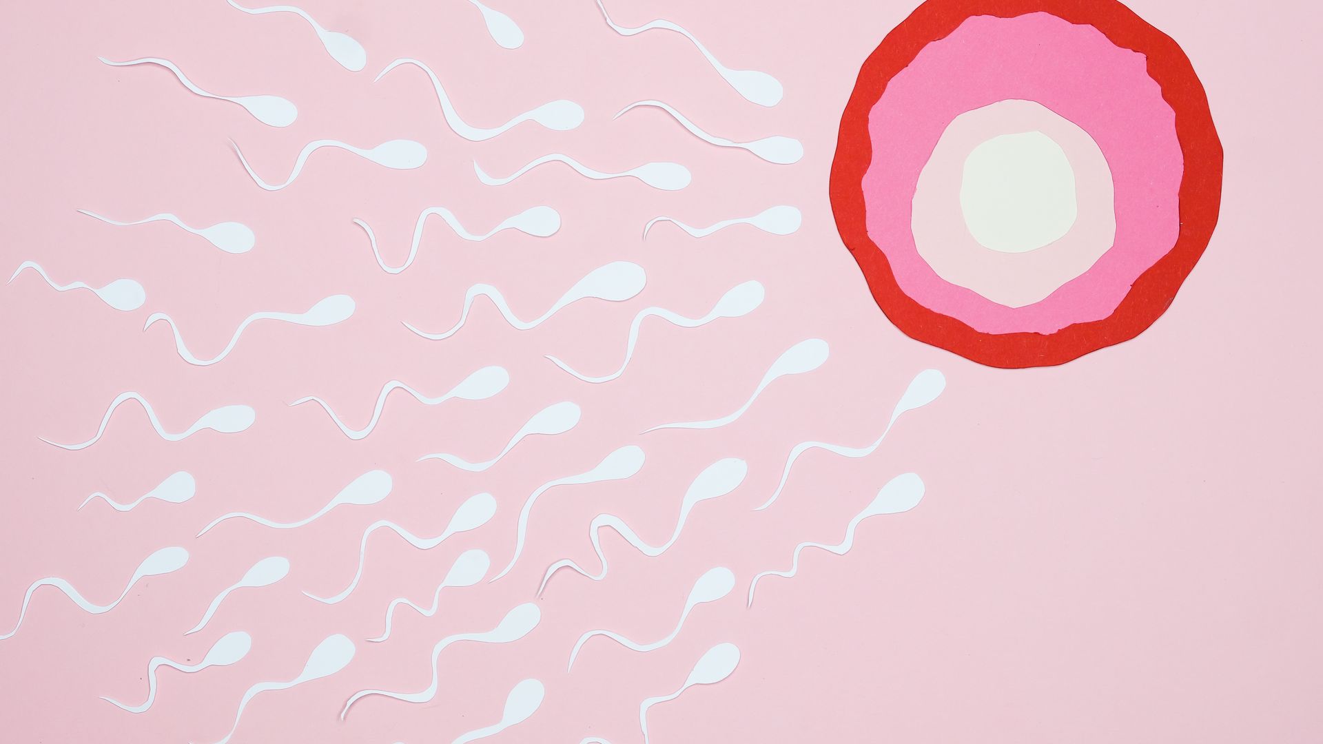 Modafinil Effect on Fertility: Unlocking the Mystery Artistic representation of sperm cells swimming towards an egg on a pink background, illustrating fertilization — modafinil effect on fertility