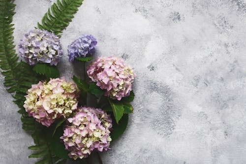 Free Hydrangea Flowers on White Surface Stock Photo