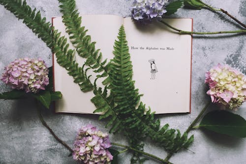 Foto d'estoc gratuïta de flatlay, flors, fulles de falguera