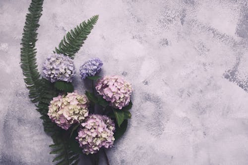 Foto profissional grátis de atraente, flatlay, floração