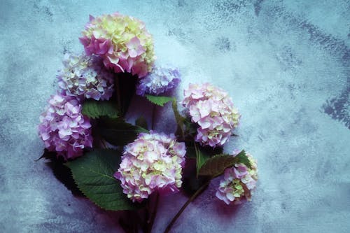 Foto profissional grátis de flores, hortênsia, temperamental