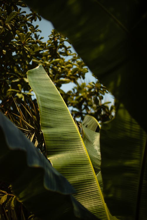 Free Green Banana Tree in Close Up Shot Stock Photo