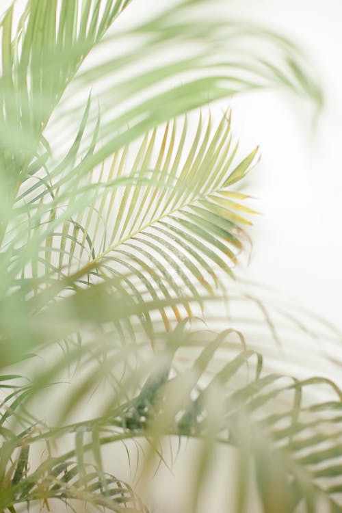 Základová fotografie zdarma na téma palmové listy, rostlina, růst