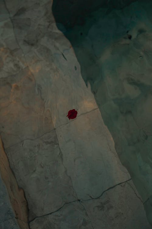 Darmowe zdjęcie z galerii z czerwony kwiat, kafelki, latający
