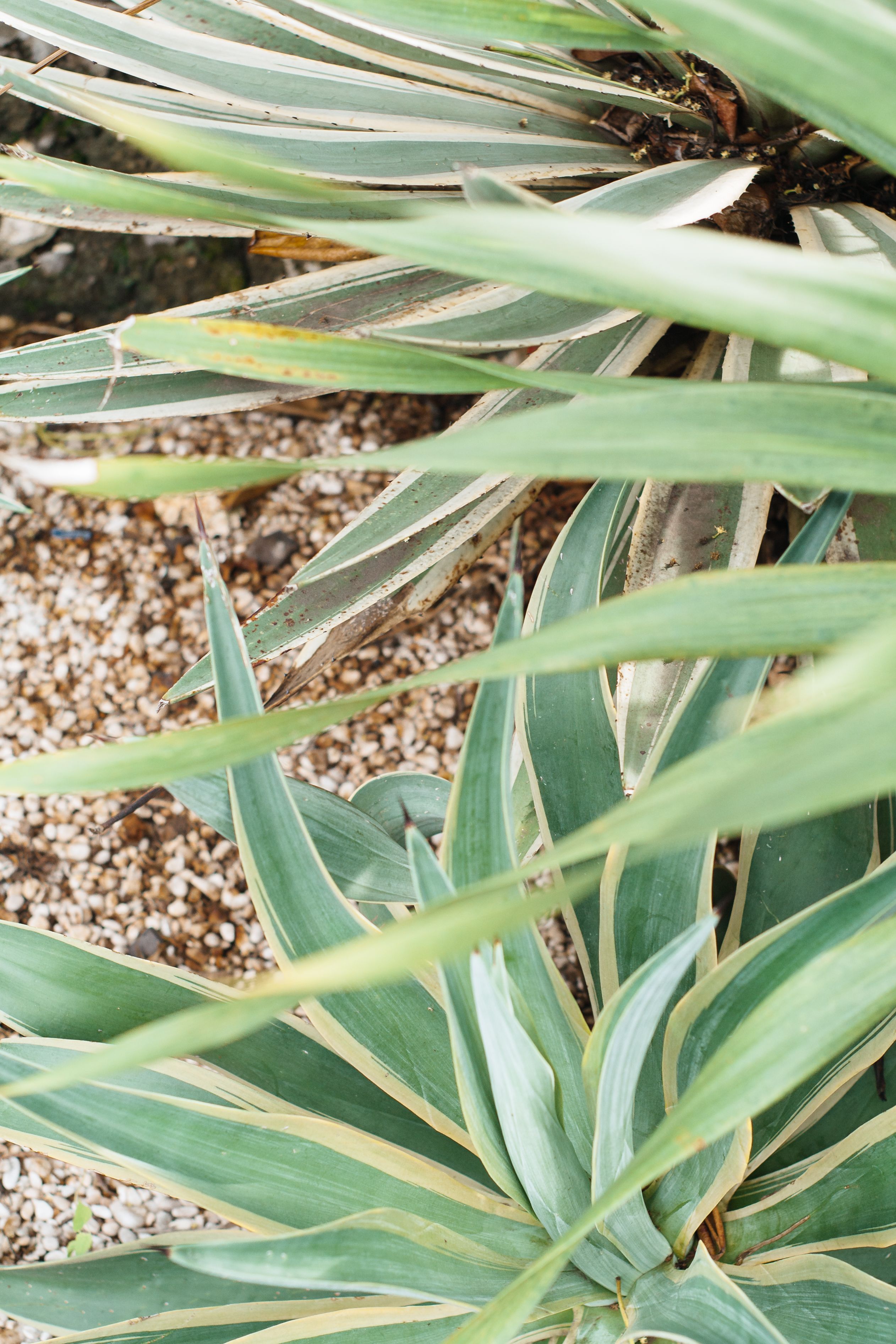 Green Succulent Plant · Free Stock Photo