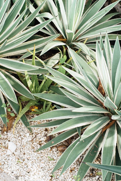 Gratis stockfoto met agave, bovenaanzicht, groene planten