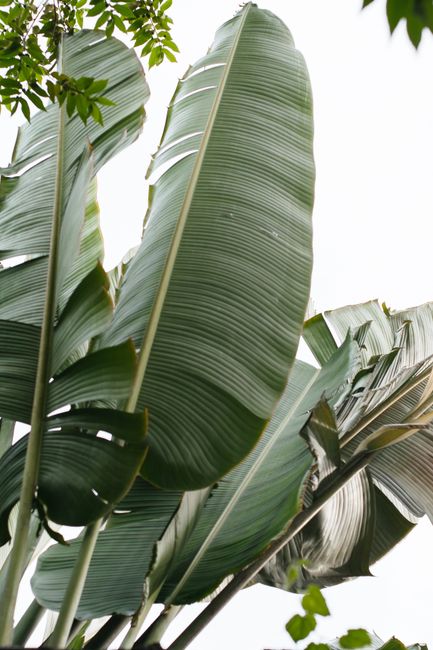 Vertical shot of lush banana leaves from a low angle view, showcasing natural greenery.