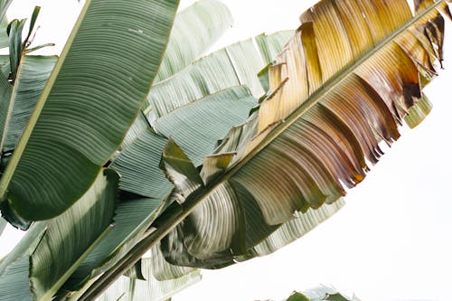 Green Banana Leaf in Close Up Photography
