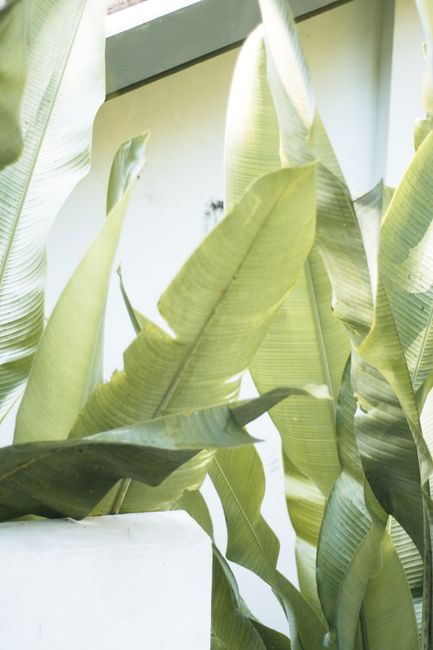 Bright, detailed view of lush green banana leaves with natural lighting.