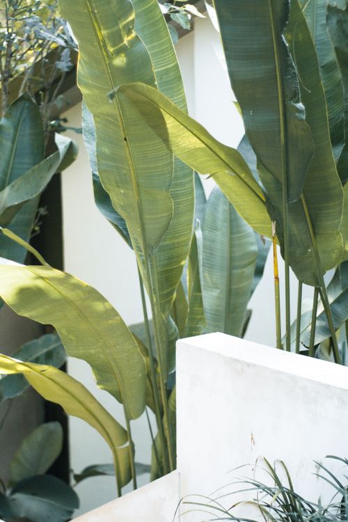 Free Vibrant banana leaves set against a minimalist white wall outdoors Stock Photo