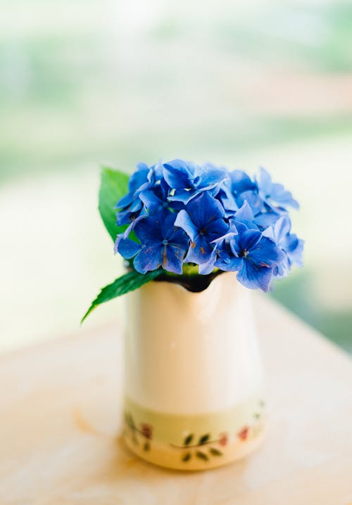 Bunch of fresh blooming vivid blue hydrangea flowers in ceramic vase placed on table