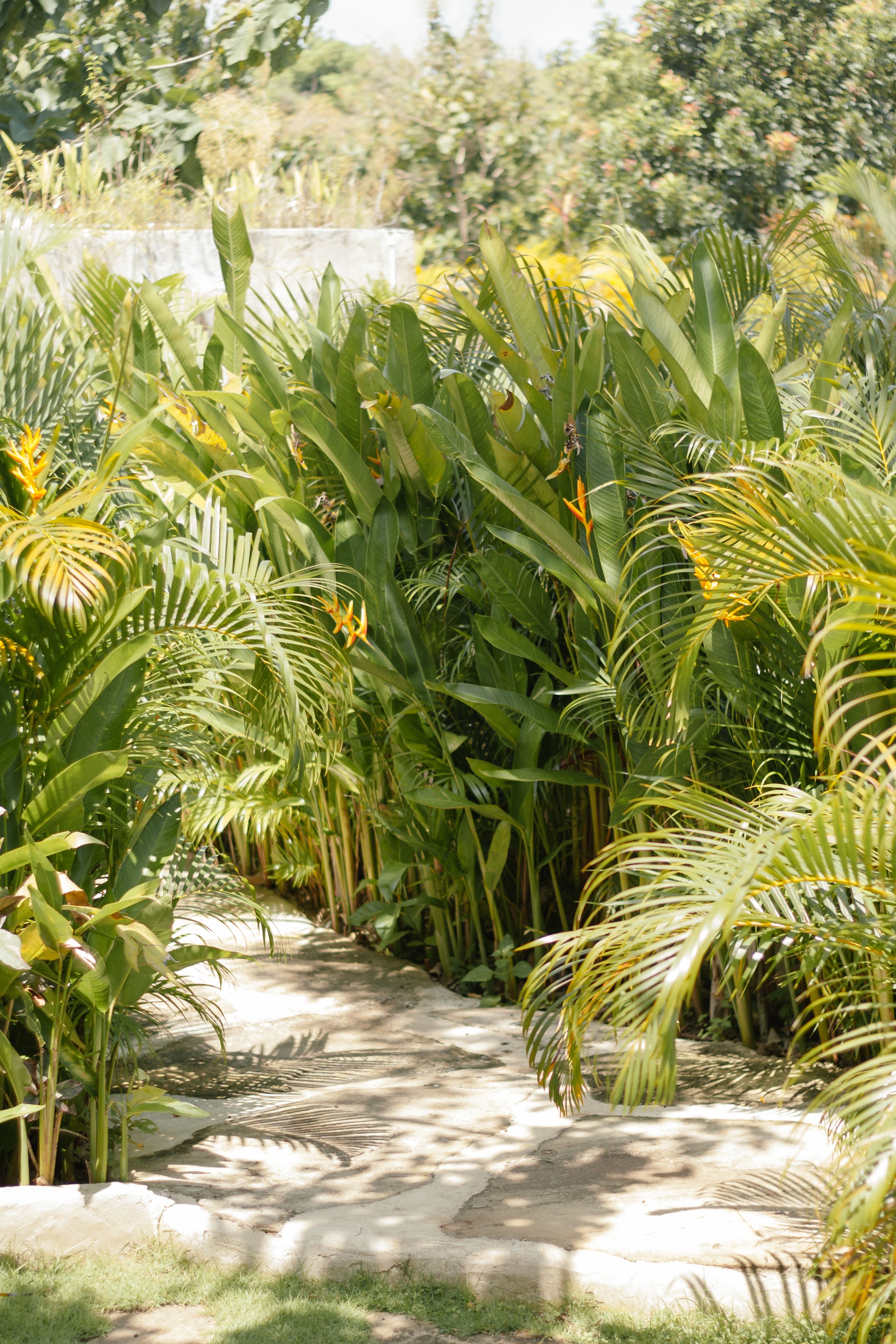 Beautiful garden pathway lined with vibrant green tropical plants and sunlight filtering through leaves.