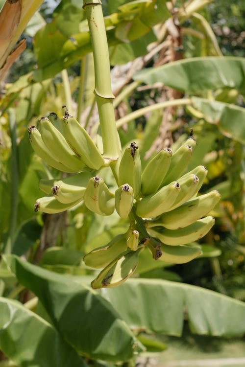 Free Vertical shot of unripe bananas hanging on a tropical tree branch in a lush, green setting. Stock Photo