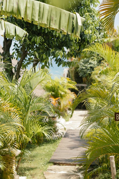 Ferns around Footpath