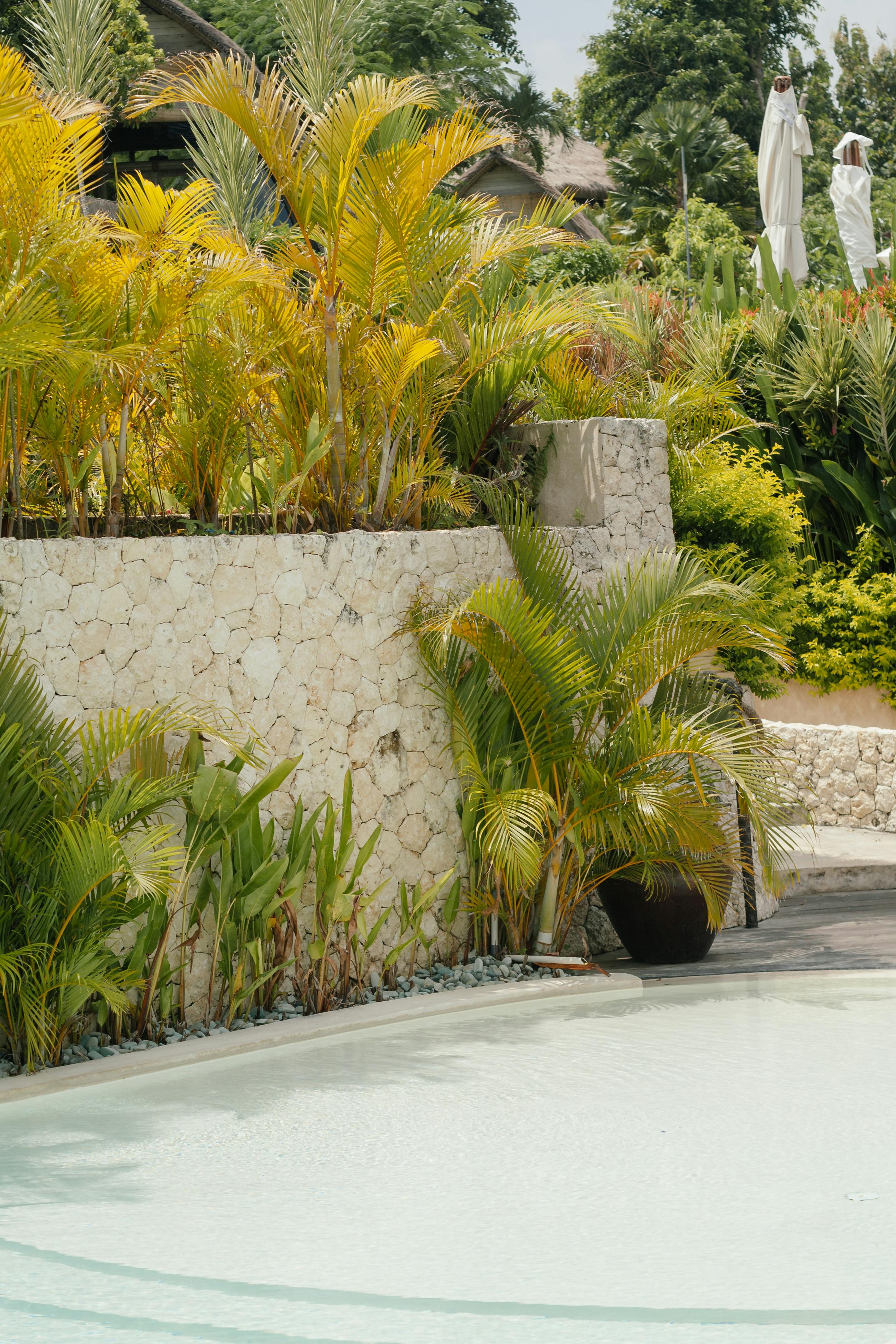 Palm Tree Care Photos, Download The BEST Free Palm Tree Care Stock