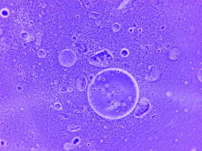 Precision Fermentation for Bio-Identical Functional Fats