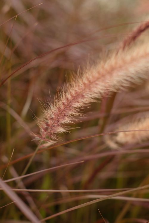 Free Close-up macro image of desho grass with a soft and natural focus, showcasing its fine textures. Stock Photo