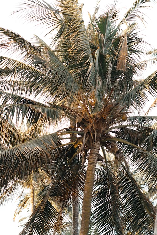 Foto d'estoc gratuïta de arbre, coco, foto amb angle baix