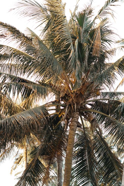 Free Low angle view of a tall coconut palm tree with sunlight filtering through leaves, suggesting tropical vibes. Stock Photo
