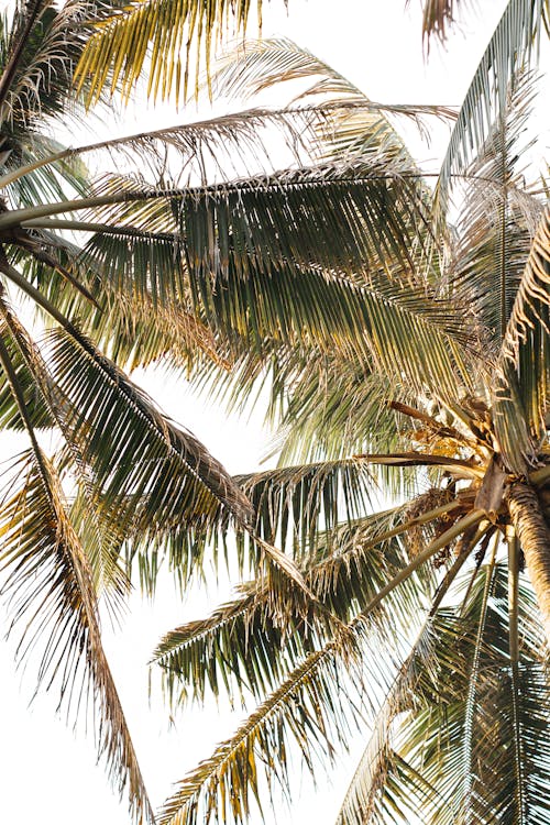 бесплатная Бесплатное стоковое фото с вертикальный выстрел, деревья, кокос Стоковое фото