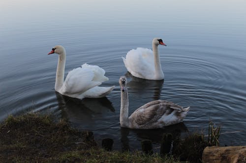 White Swans on Body of  Water