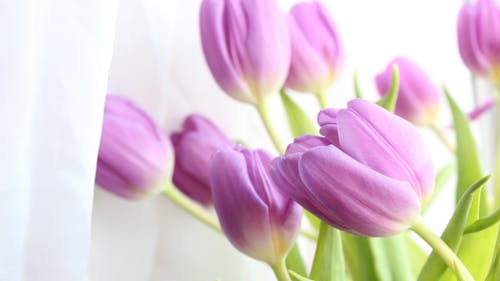 Free Close-up Photo of Tulips Stock Photo