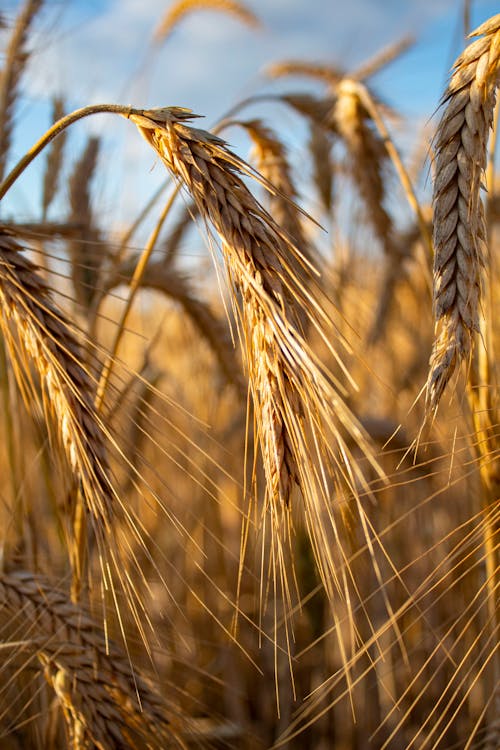 Dried Wheat Grass in Close Up Photography