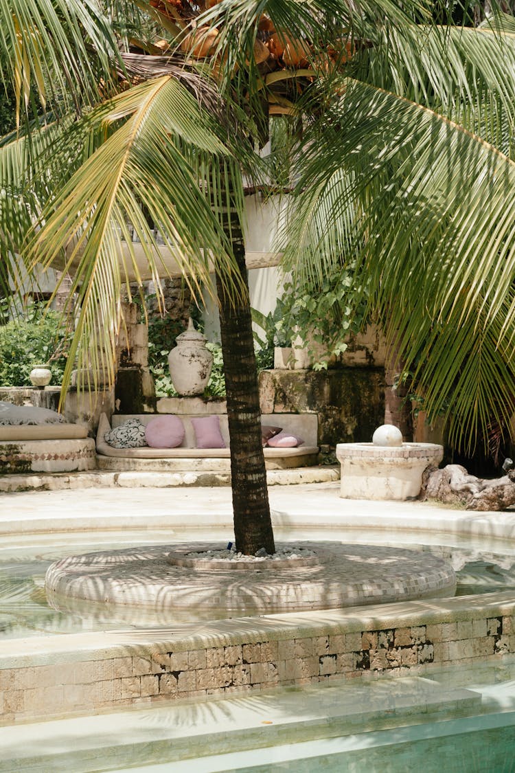 Palm Tree Near The Fountain