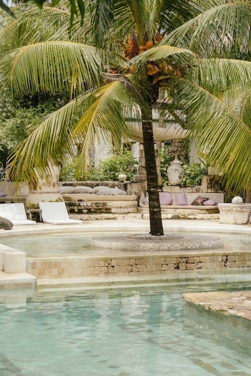 Kostenloses Stock Foto zu kokosnussbaum, palme, pool