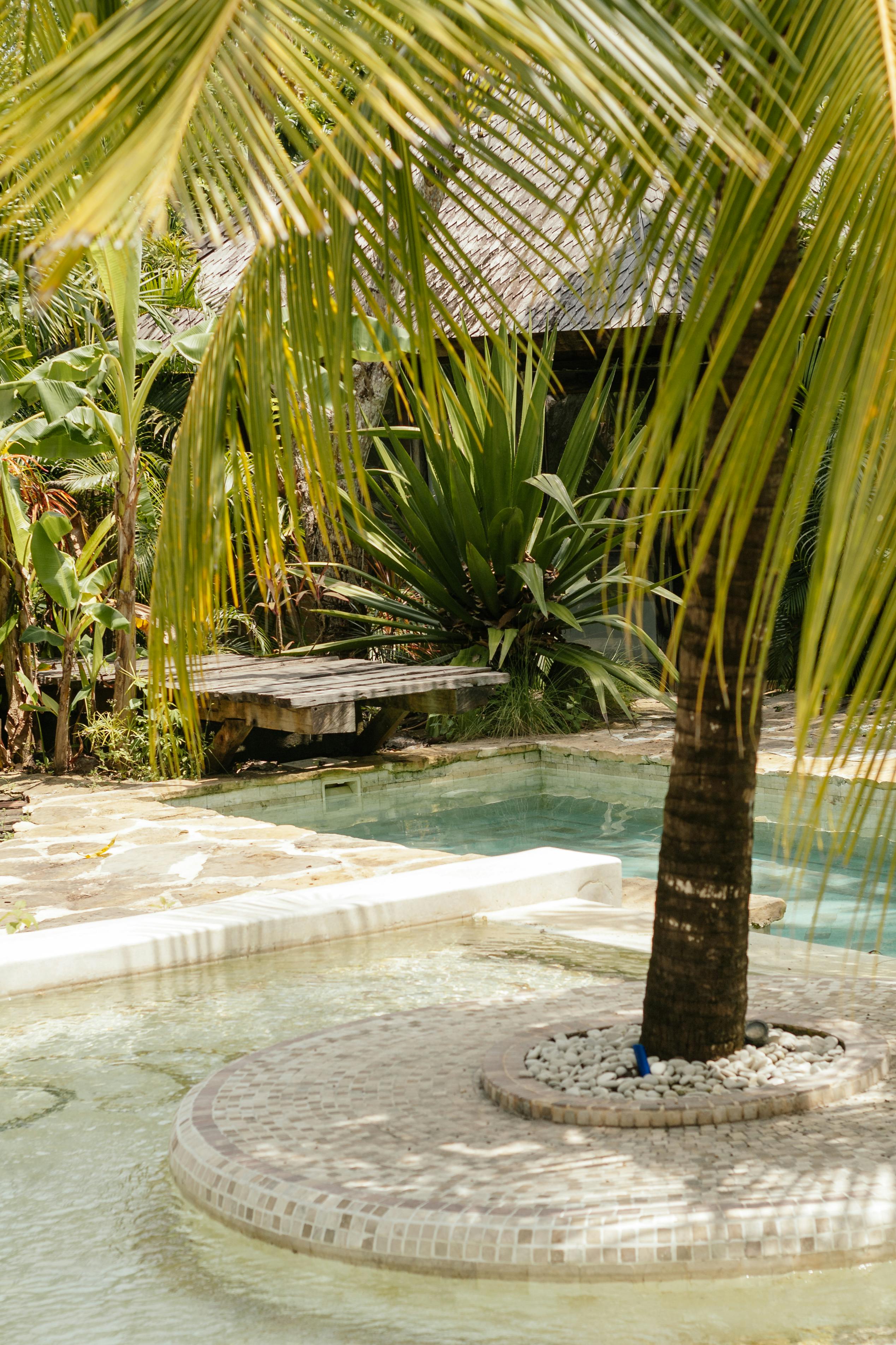 Palm Tree Near a Swimming Pool · Free Stock Photo