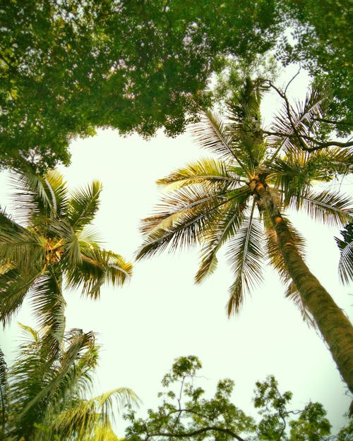 Immagine gratuita di alberi, alberi di cocco, cielo bianco