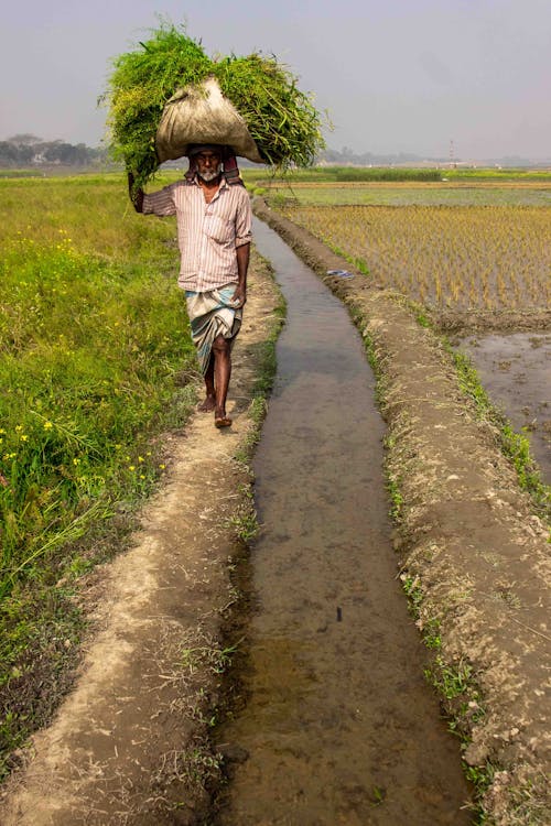 Foto profissional grátis de agricultor, agricultura, andando