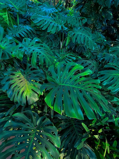 Základová fotografie zdarma na téma bujný, listoví, monstera deliciosa