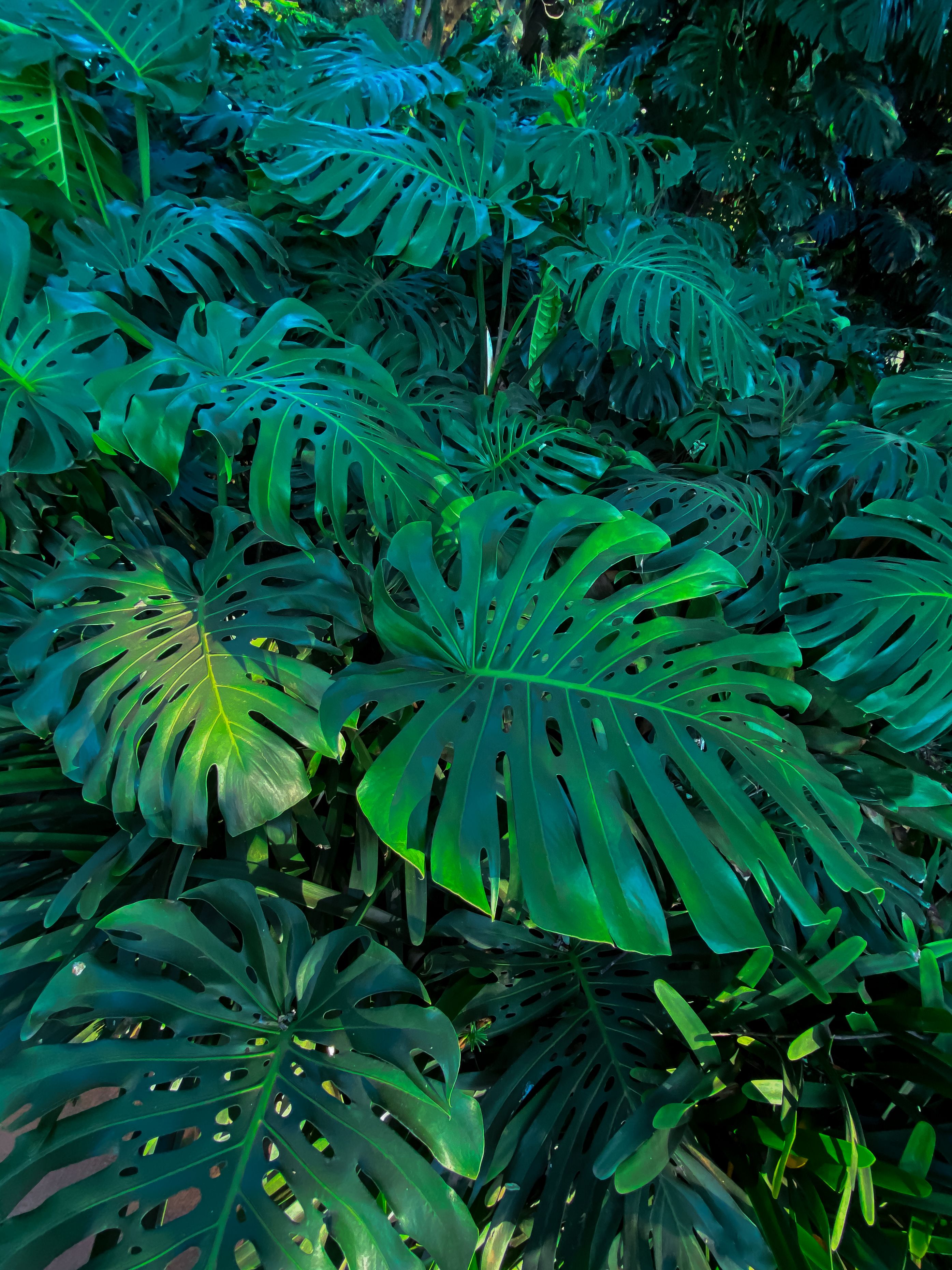 photo-of-swiss-cheese-plant-leaves-free-stock-photo
