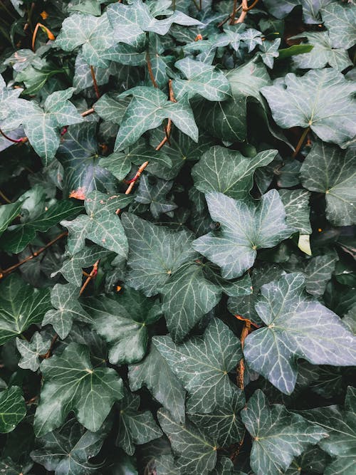 Foto stok gratis daun-daun hijau, ivy, tanaman merambat