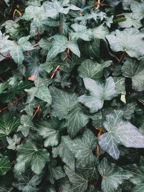 Photo of Green Leaves