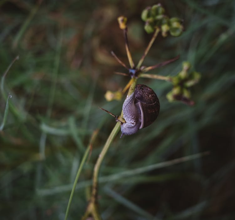 Close-up Of A Snail On Grass